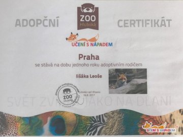 Adoptovali jsme lišáka Leoška